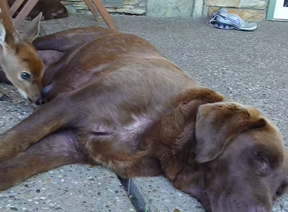 Orphaned Deer Saved by Loving Mama Dog – So Sweet! [VIDEO]