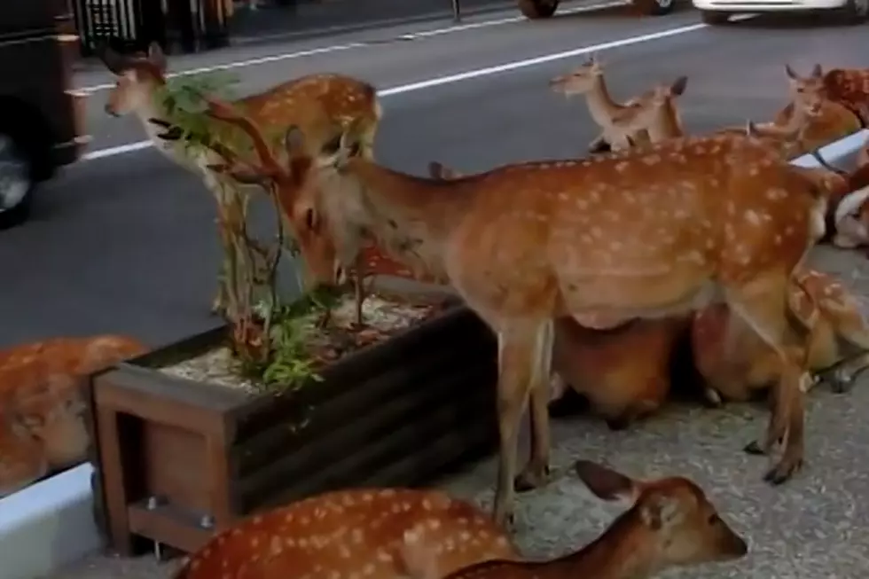 Herd of Deer Invade City Streets, Should Hunting be Allowed? [POLL/VIDEO]