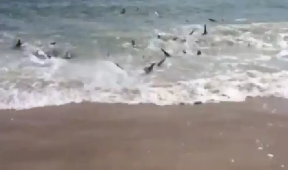 Shark Feeding Frenzy ON the Beach Will Completely FREAK YOU OUT! [VIDEO]