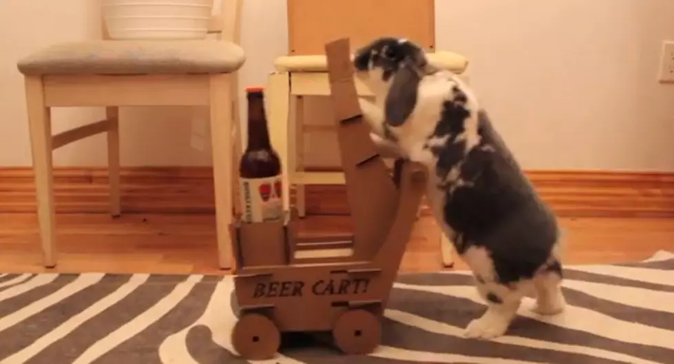 Beer Delivered by Rabbit [VIDEO]