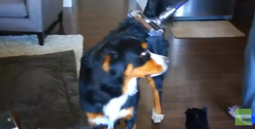 Watch A Dog And Cat Enjoy Getting Vacuumed [VIDEO]