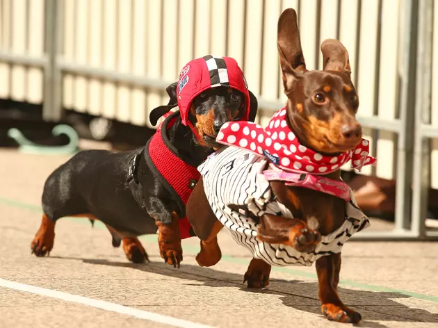 Wiener Dog Races at Louisiana Downs Monday, September 4