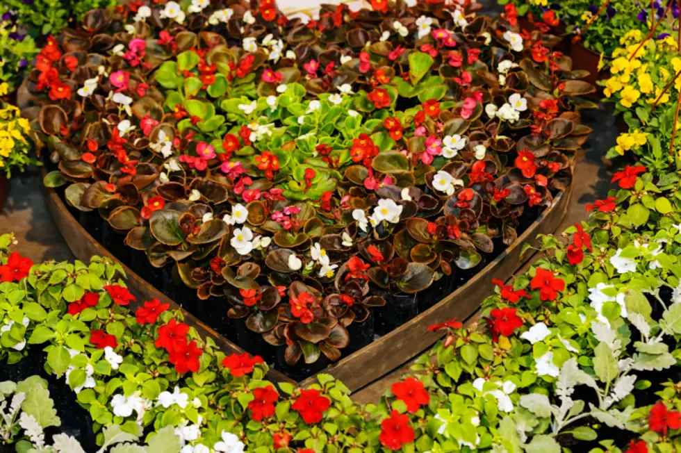 A&M-Texarkana Presents Companion Planting and Container Gardening