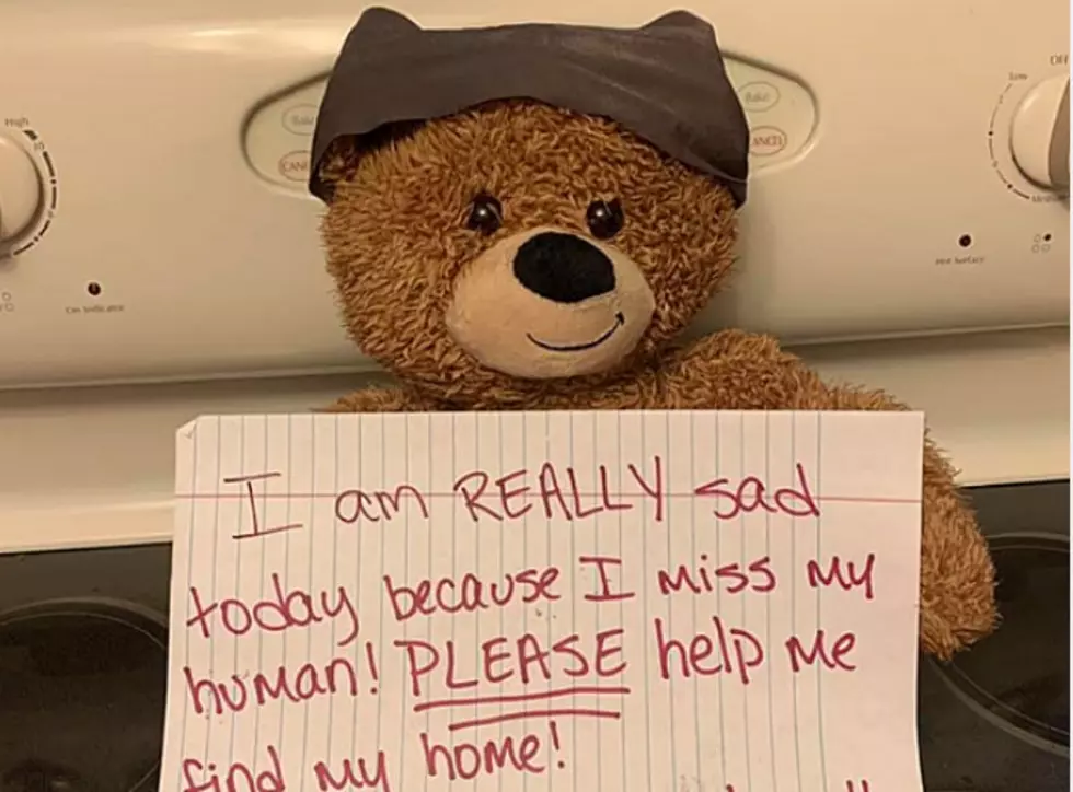 Teddy Bear in Texarkana Looking For His Lost Human