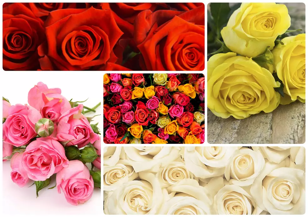 Rose Colors And Their Meaning – Pick the Right Color For Your Relationship