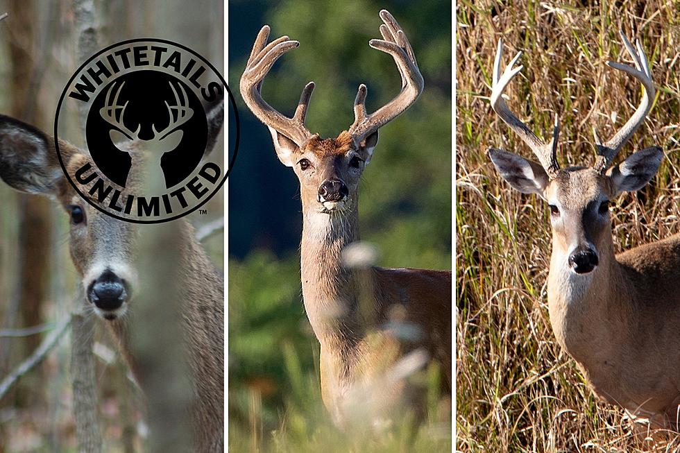 Whitetail Deer Hunters: Register Now For 2023 Banquet