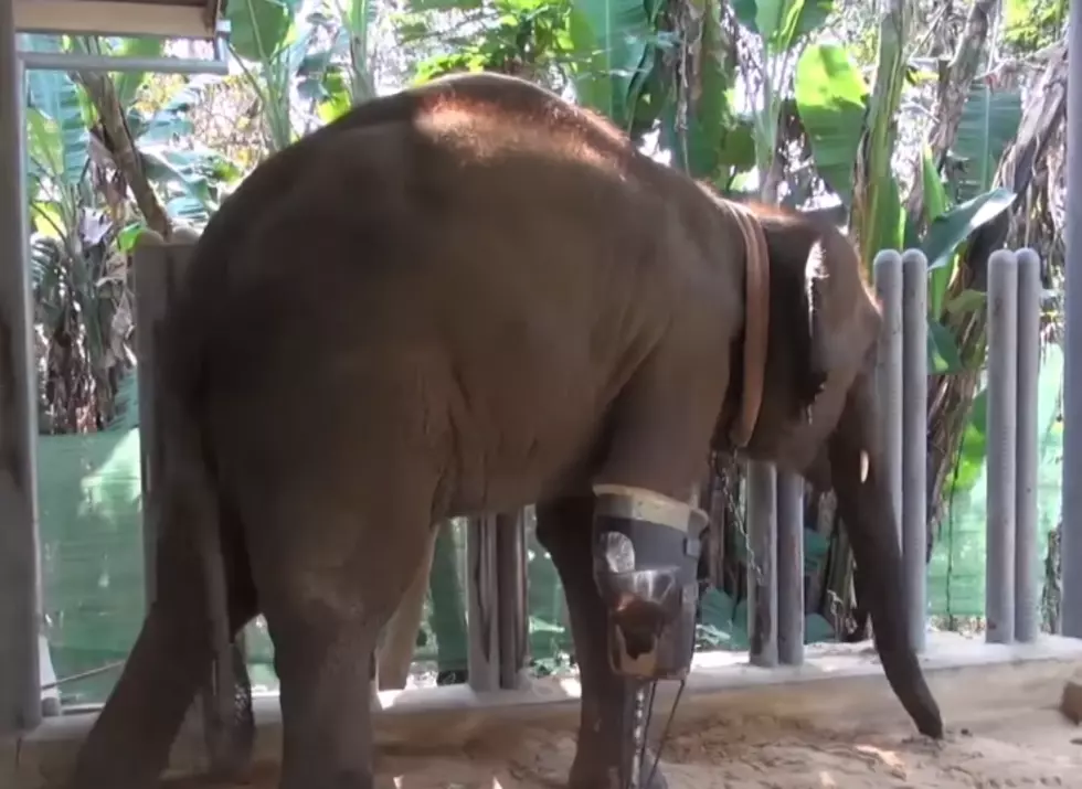 Three-Legged Elephant Gets New Prosthetic Leg