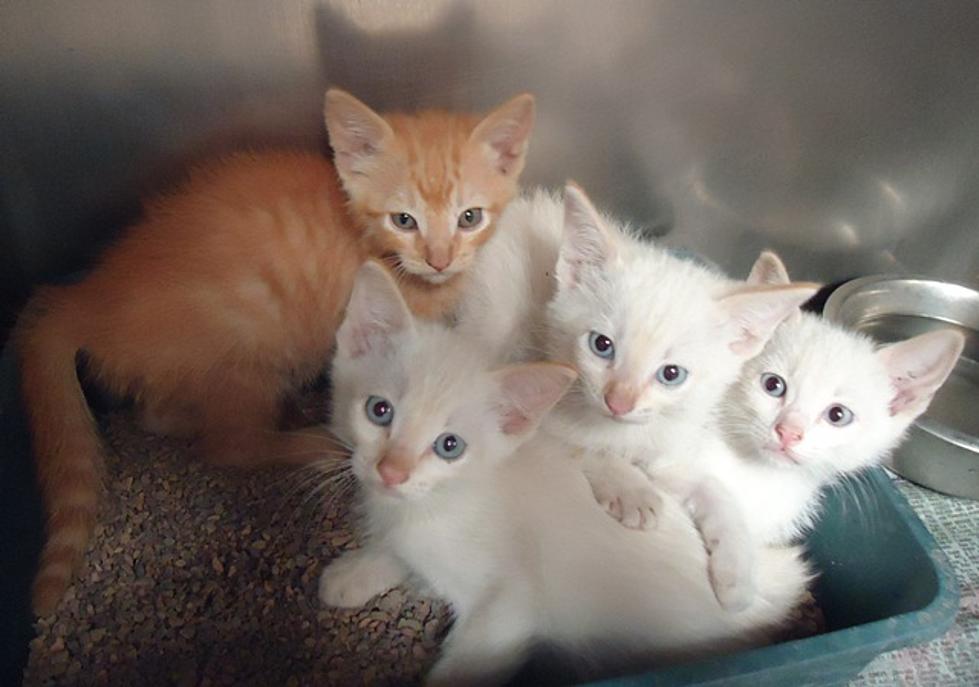 Adopt a Shelter Cat or Kitten [PHOTOS/VIDEOS]