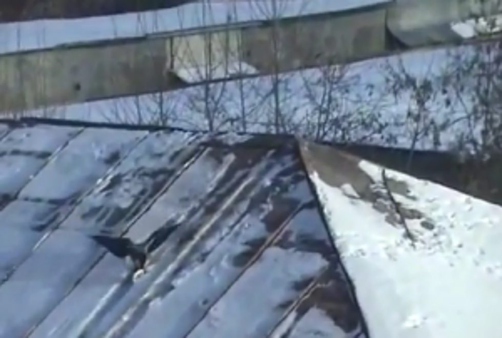 Watch This Clever Crow Go Snow Sledding Down a Rooftop [VIDEO]