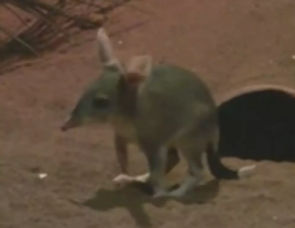 Easter Bilby to Replace Easter Bunny? [VIDEO]