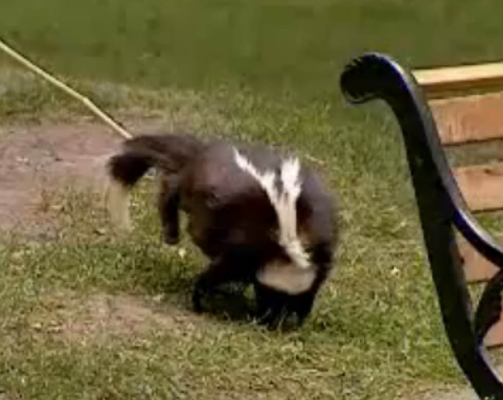 Funny Skunk Prank [VIDEO]