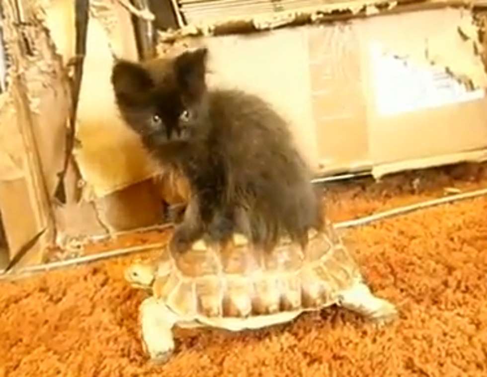 Freeloading Kitten Takes Turtle for a Ride [VIDEO]
