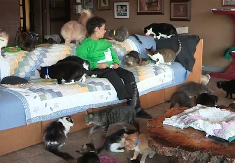 This Woman Shares Her House With Almost 1,100 Cats [VIDEO]