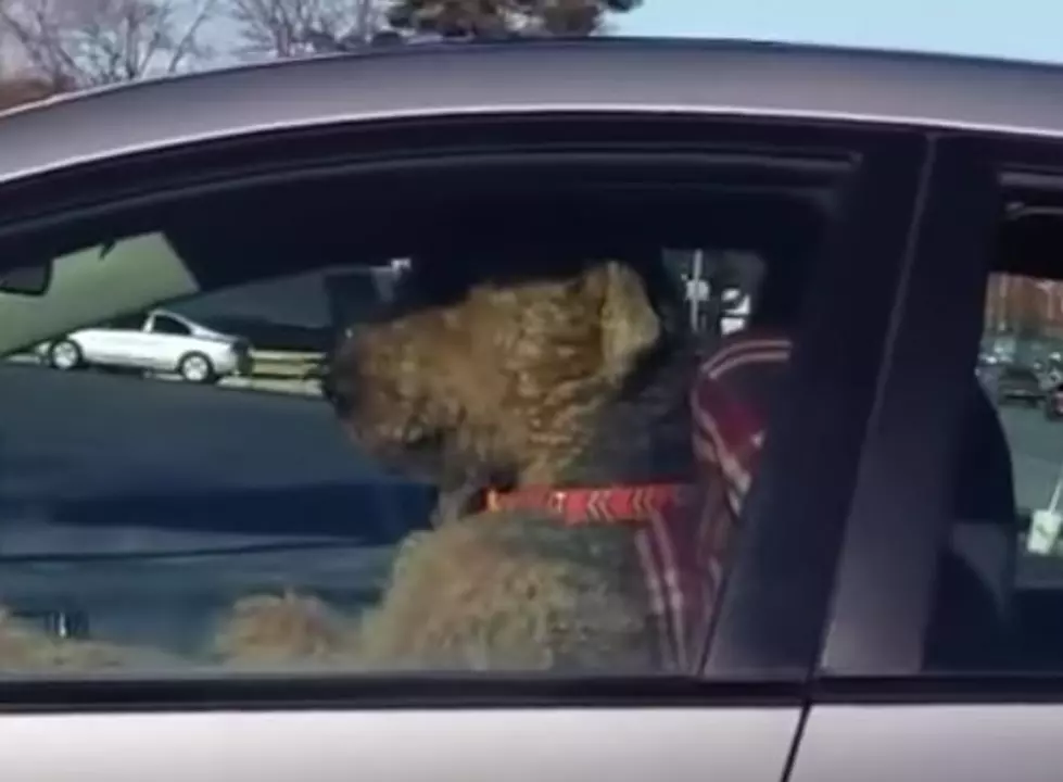 Impatient Dog Left In The Car Takes Matters Into His Own Hands [VIDEO]