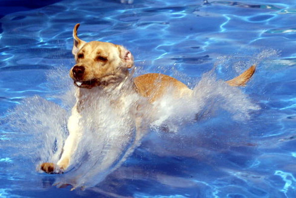 Swim With Your Dogs at Castaway Cove This Saturday