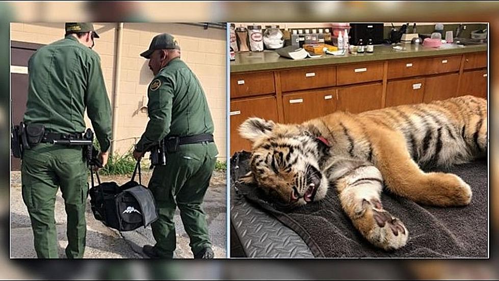 Someone Tried To Sneak a Tiger Into Texas at the Border