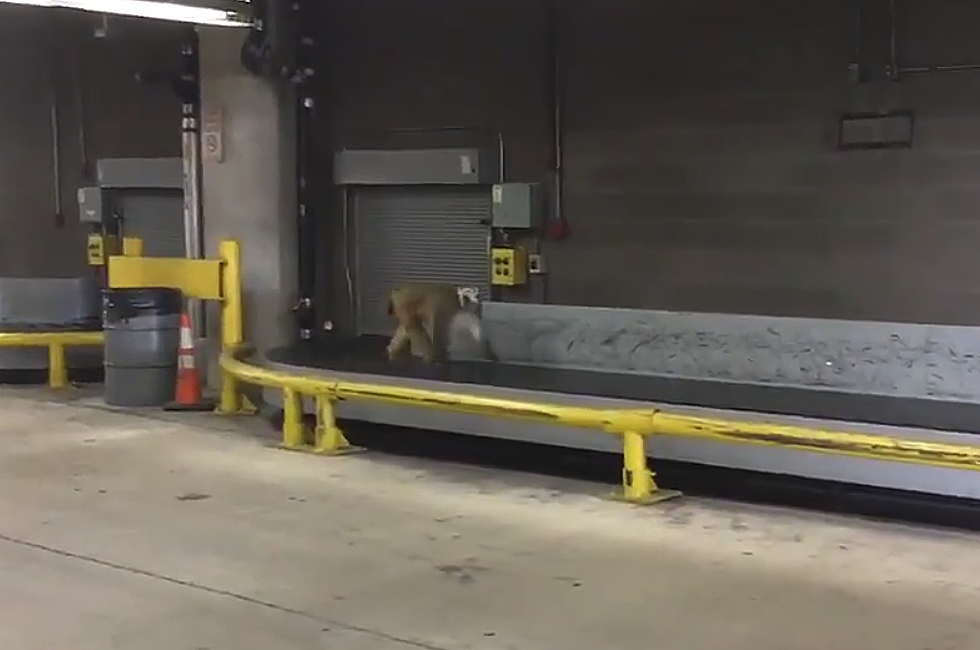 Watch: Monkey Runs Amok After Getting Out of Cage at San Antonio Airport