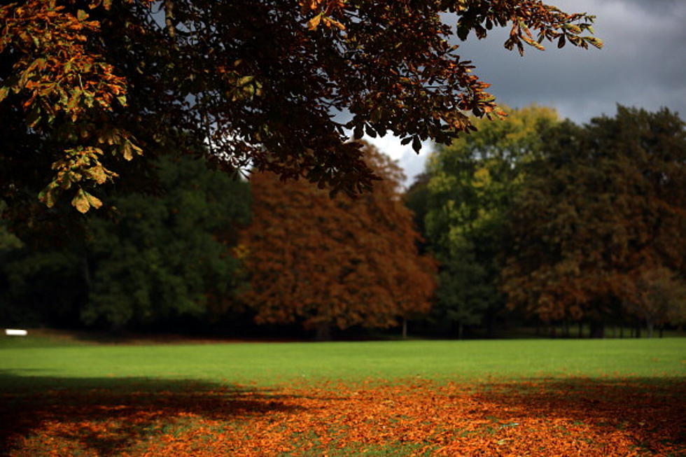 Science Says It’s OK To Leave Those Leaves On The Ground