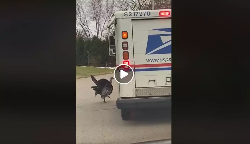 Wisconsin Turkey Is Stalking the Mail Truck
