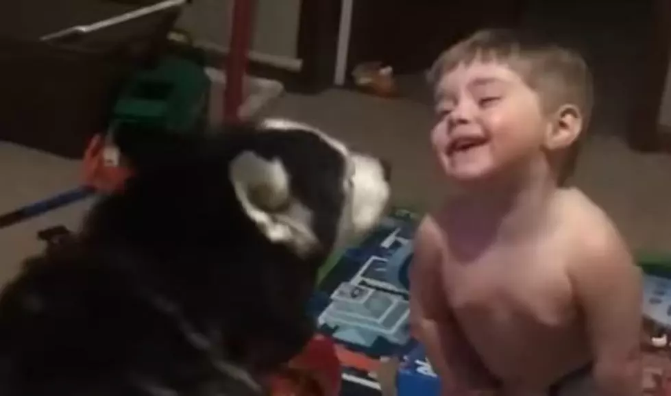 Toddler Talks To Huskey and the Huskey Talks Back [VIDEO]