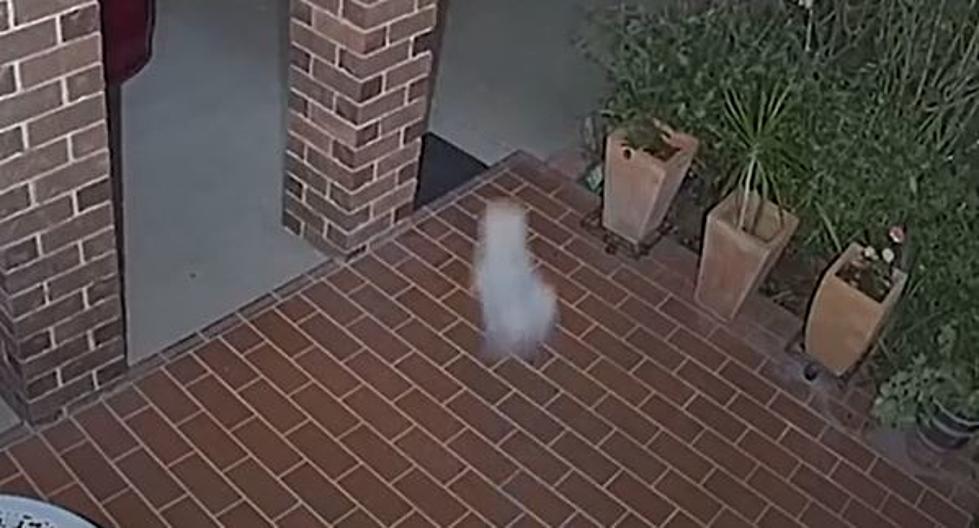 Tiny Dog Terrorizes Troublemakers In Australia