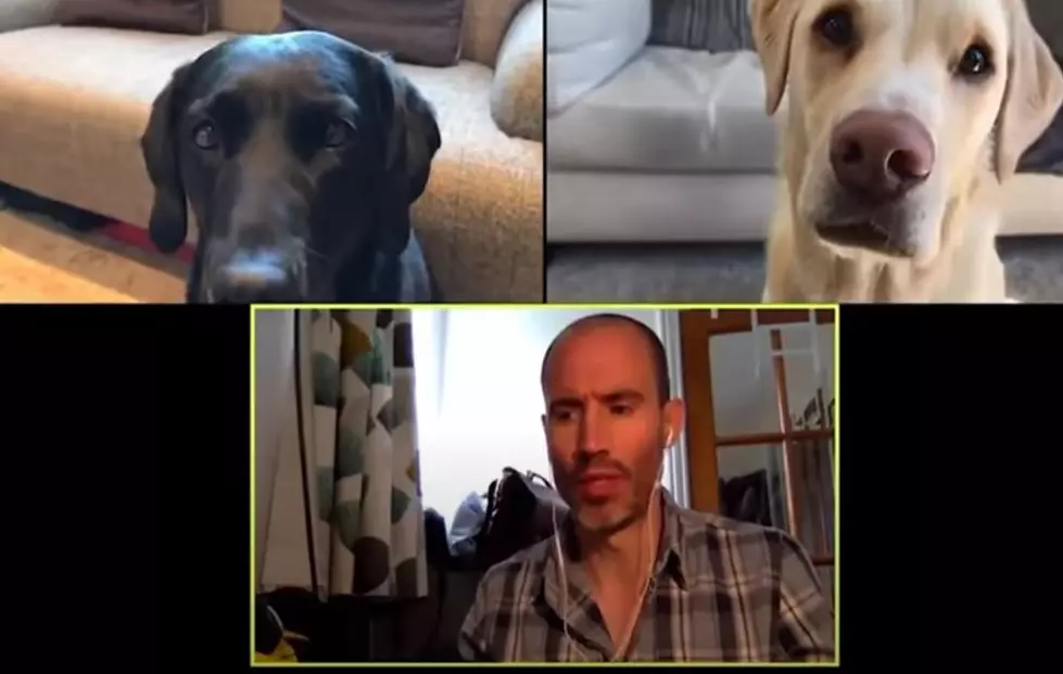 Hilarious Zoom Meeting Goes To the Dogs