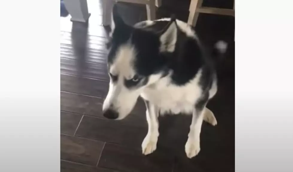Husky Doesn’t Want To Be Scolded So He Howls Louder Than Owner