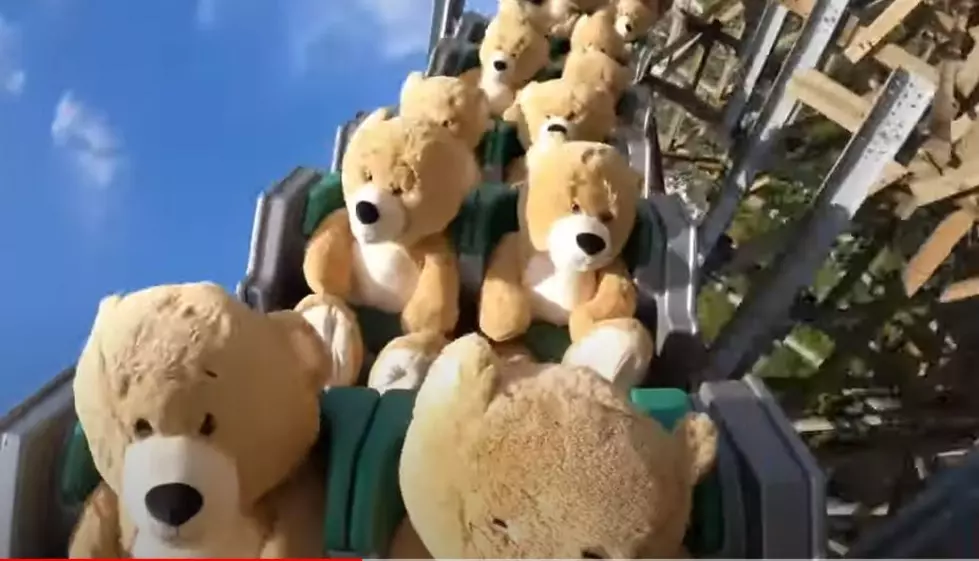 Brave Teddy Bears Take on Untamed Roller Coaster