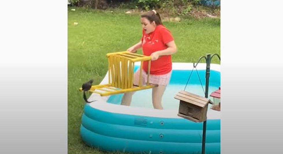 Girl Hilariously Tries To Rescue Squirrel Caught In Backyard Pool