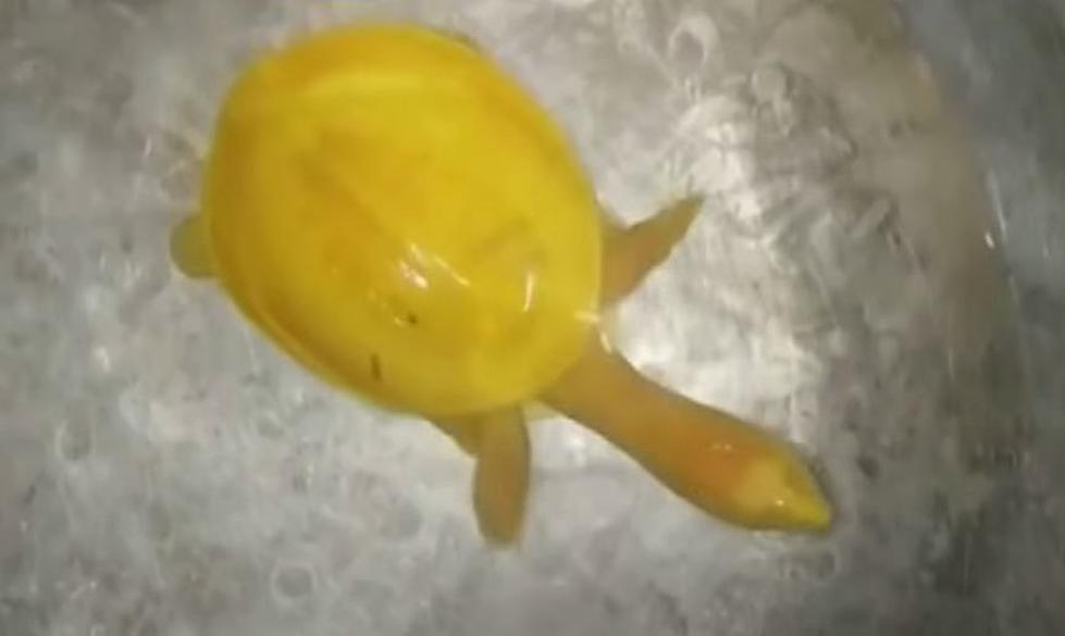 Rare Yellow Turtle Discovered in India