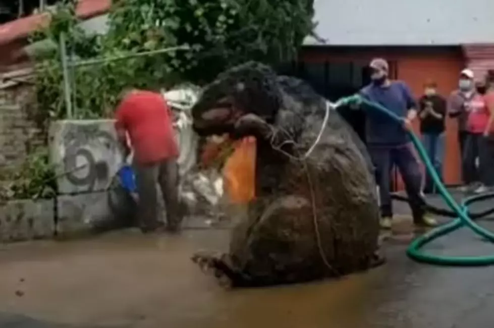 Giant Rat Costume Discovered in Mexico City Drainage System
