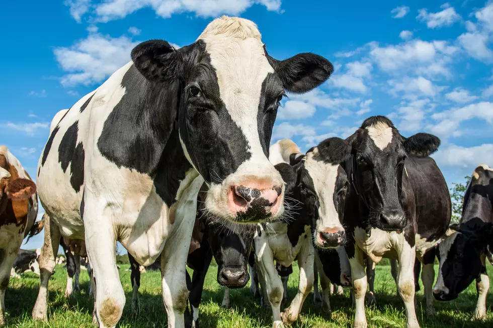 More Than Half Of Young Americans Surveyed Have Never Seen A Cow