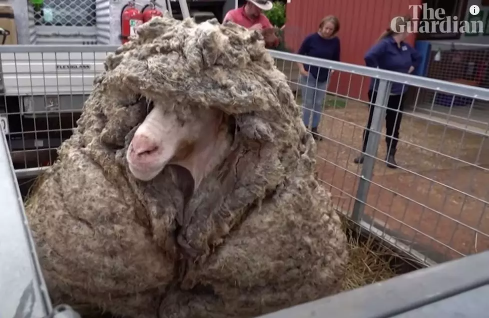 Rogue Australian Ram Produces 78 Pounds of Wool