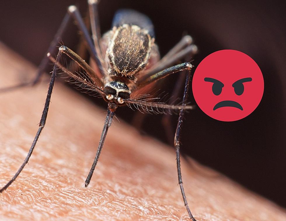 Two Texas Roommates Fight Over What A Mosquito Looks Like