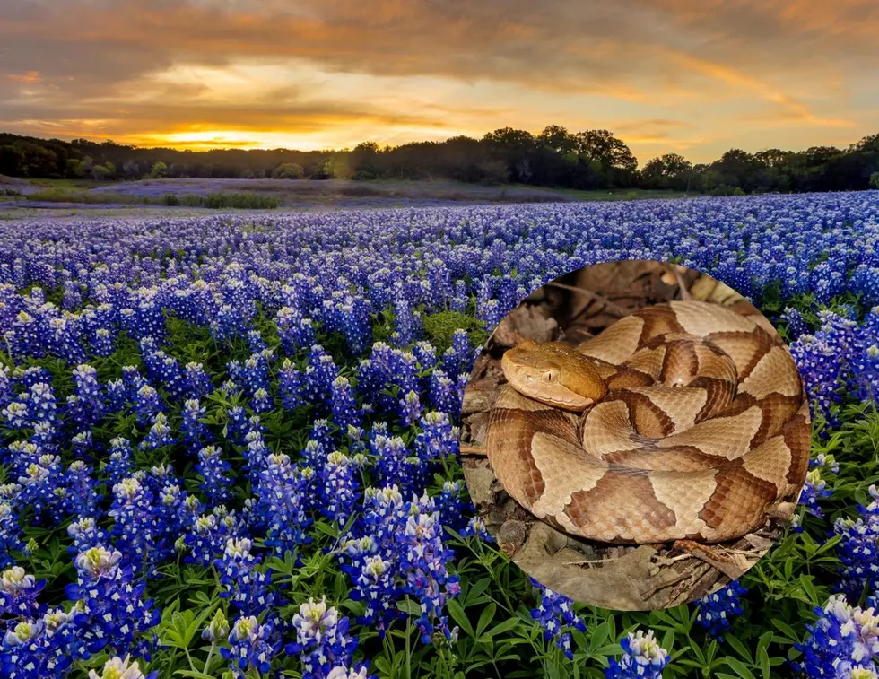 Watch Out For Poisonous Snakes In The Bluebonnet Fields