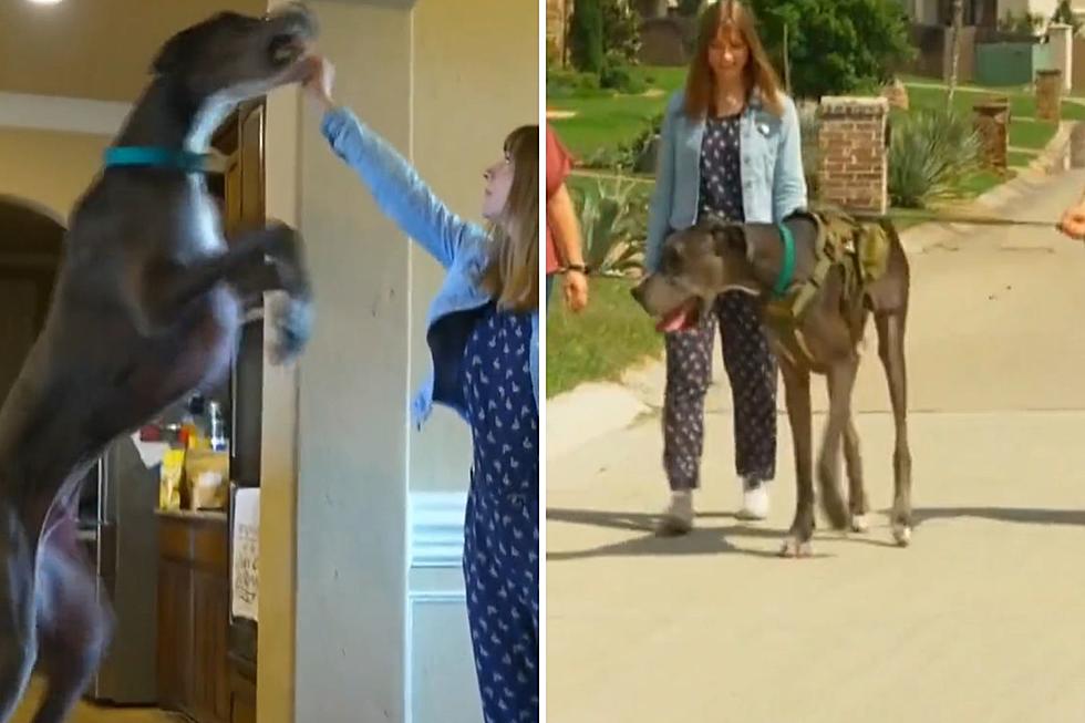 Record-Breaking 3ft 5in Texas Great Dane Makes Guinness History