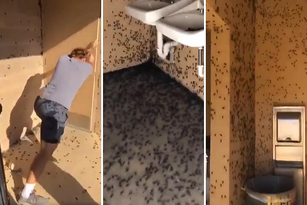Travelers Face Cicada Swarm at Texas Rest Area
