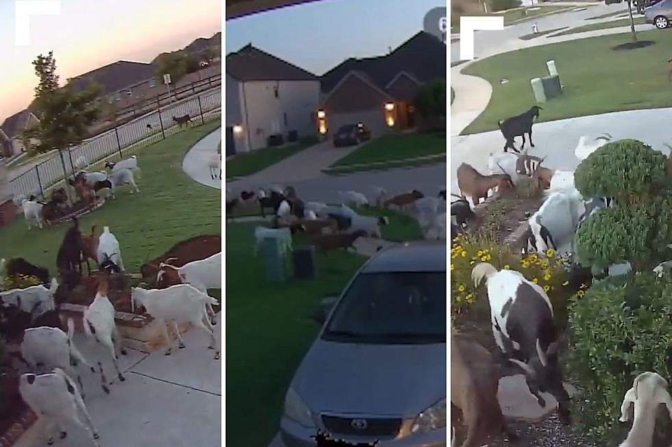 Invasion of Goat Gang in Texas Neighborhood