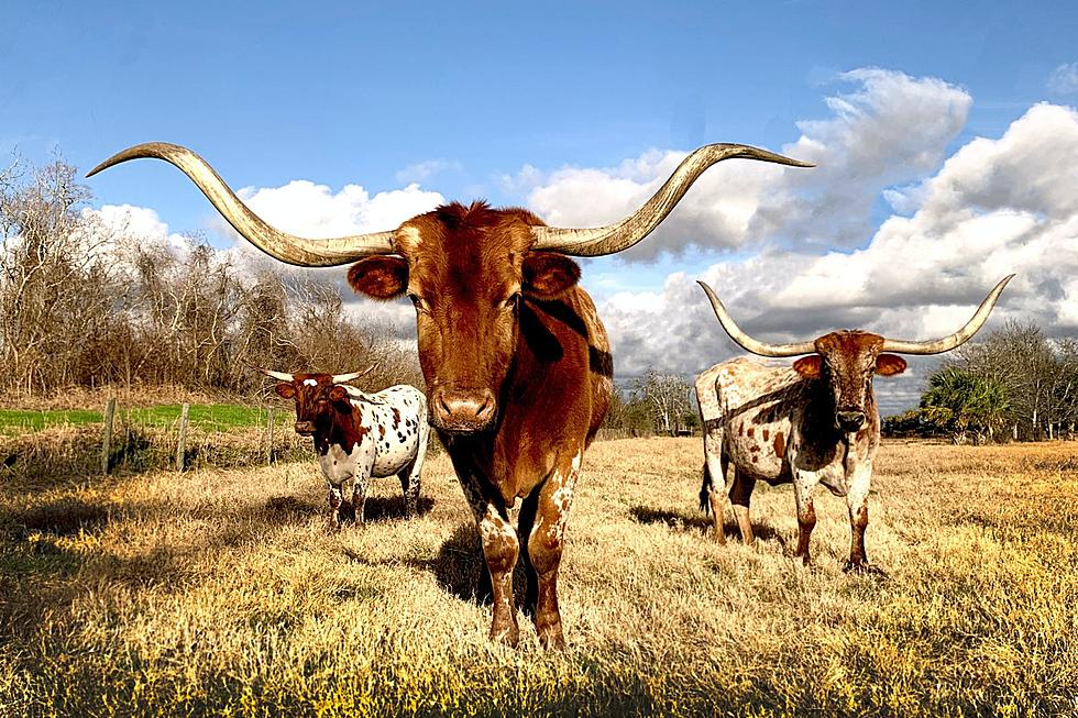 Experience Authentic Texas at Its Best in This City