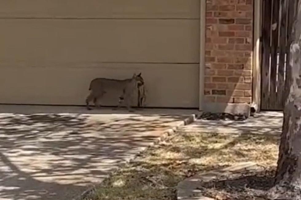 Bobcat Carrying Prey Caught on Camera in Dallas, Texas