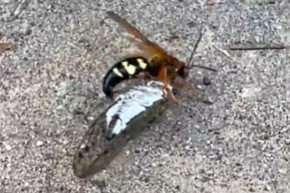 Video: Chaos Erupts as A Wasp Battles a Cicada in Central Texas