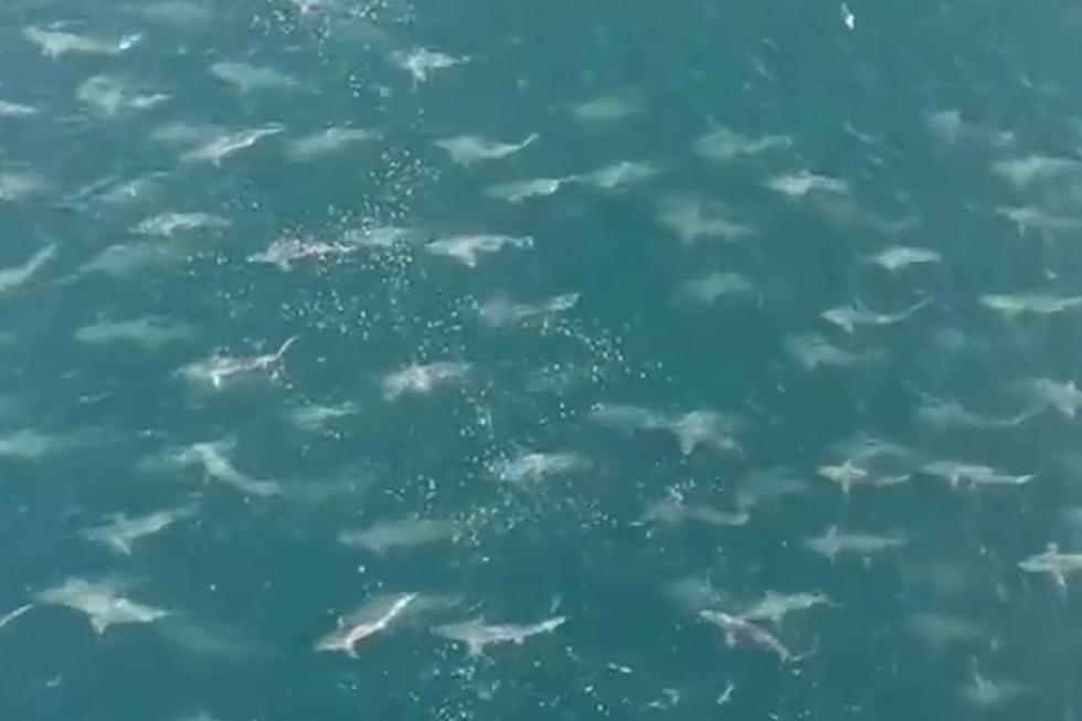 Hundreds of Sharks Spotted Swimming Along Texas Coastline