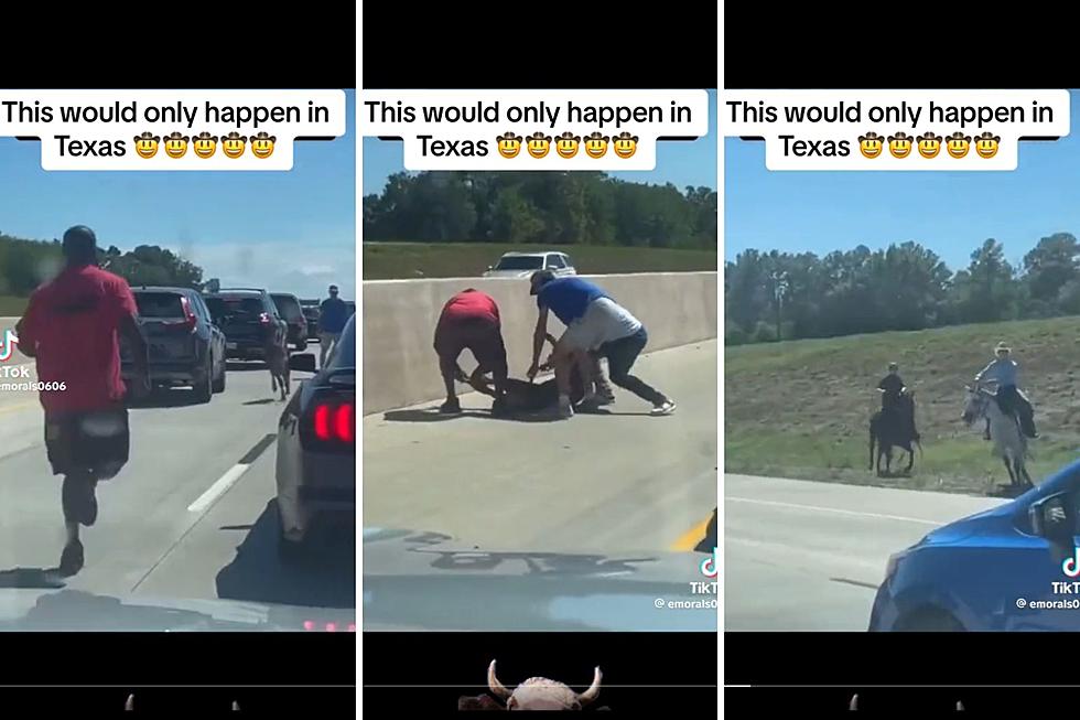 Calf Gets Roped Up on Texas Highway by Some Cowboys