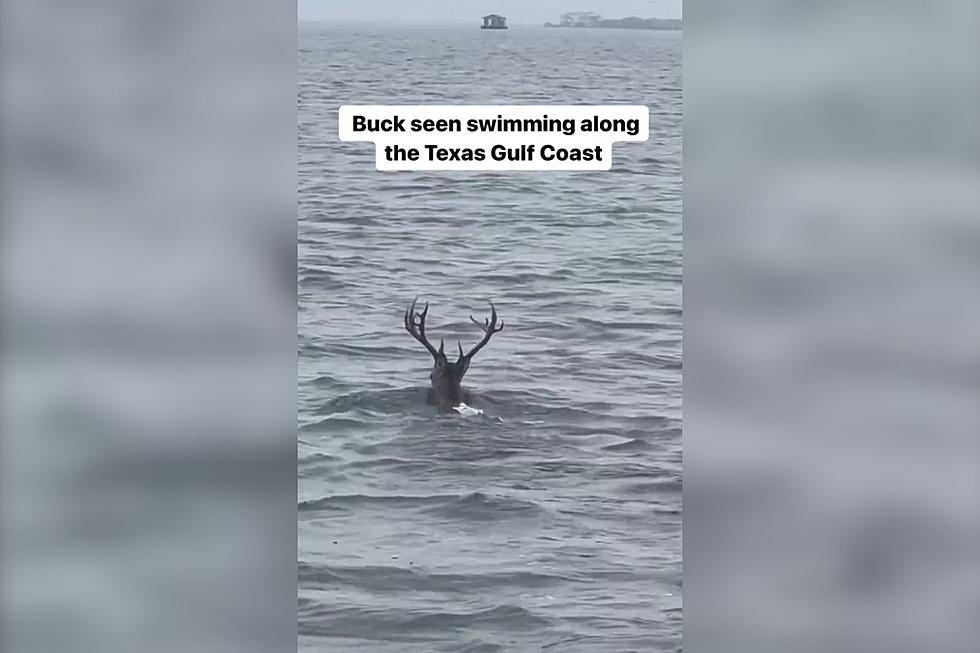 Why Was this Buck Swimming Along the Texas Gulf Coast?