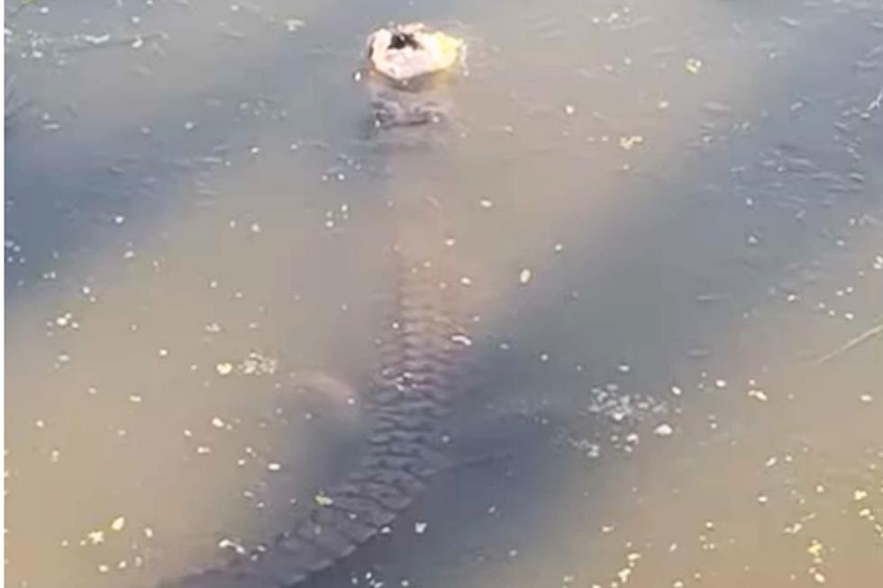 This is How an Alligator Survives Freezing Temperatures in Texas