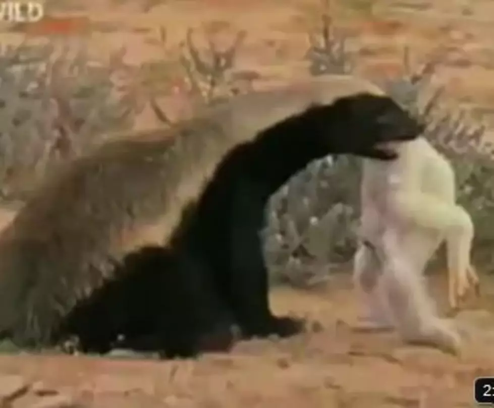 The Crazy Nasty-Ass Honey Badger [VIDEO]