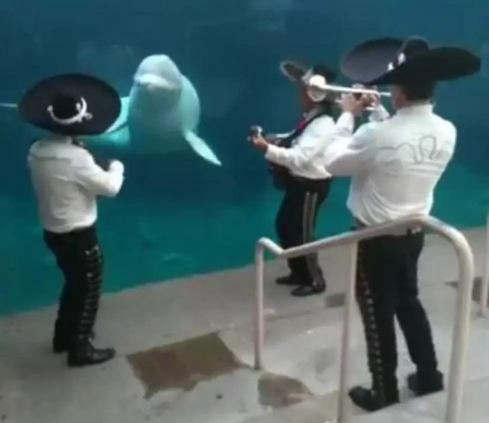 Mariachi&#8217;s Play For Beluga Whale [VIDEO]
