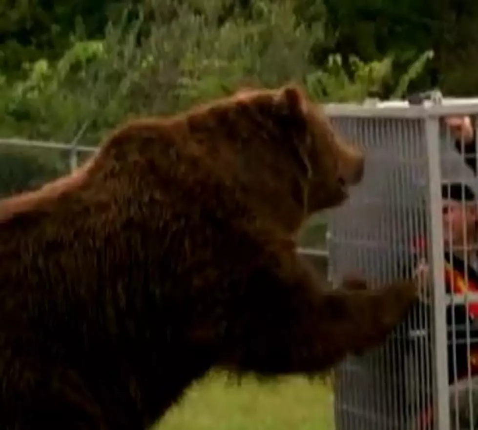 Woman Almost Mauled By Man Bear [AUDIO]