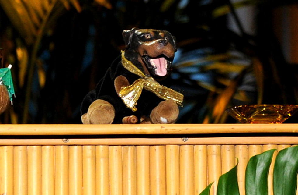 Triumph the Insult Comic Dog Occupies Wall Street [VIDEO]