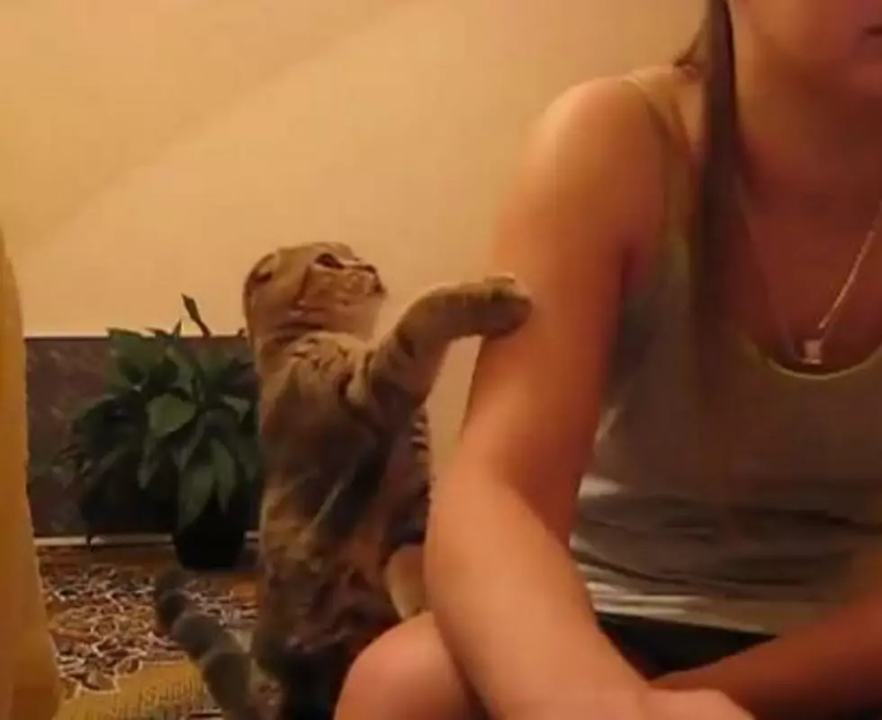 Cat Politely Asks For Attention [VIDEO]